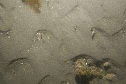 SPI seafloor image