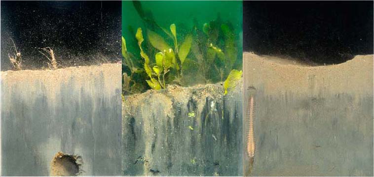 Sediment Profile Imaging cross sections