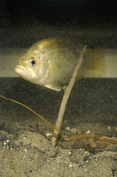 Detroit River - Fish