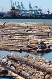 West Hylebos Wood Waste Monitoring